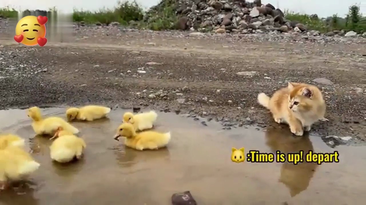 The kitten is so funny,taking the duck to find treasure!The treasure contains delicious food.so cute