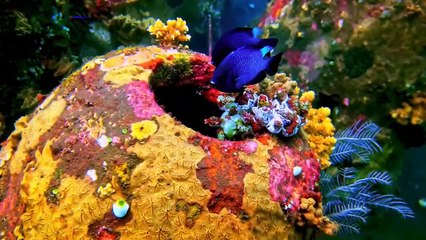 INSANE 16K Video _ Dolby Vision 16K HDR ULTRA HD 120 fps (8K_4K TV)