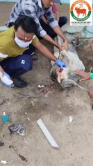 गौ रक्षा दल गायों की सुरक्षा और देखभाल के लिए काम करने वाला एक संगठन है