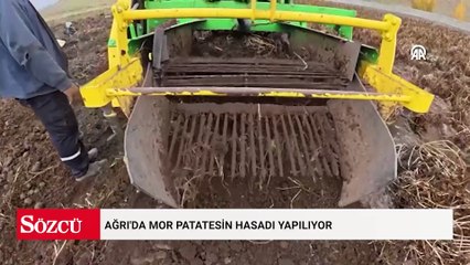 Ağrı’nın Patnos ilçesinde başlayan yoğun hasat mesaisi dikkat çekiyor