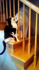 Chó mèo chung nhà = chiến tranh thế giới lần thứ n 😱🐶 vs 🐱: Một đứa ăn là đứa kia lao vào cướp, chơi thì phá tan hoang! Chủ như tui phát điên muốn 'phạt' hết! 😂 Xem hết clip 'drama' này đi, shock đảm bảo! Bạn team chó hay mèo?