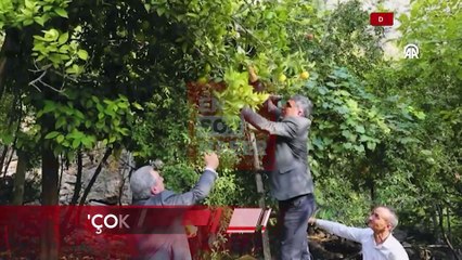 Diyarbakır'da "Ya tutarsa" diye dikilen narenciye ağaçları meyve verdi