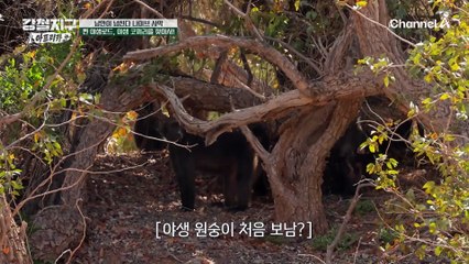 극한의 환경에서도 살아남은 야생의 코끼리들... 아프리카에서 야생 동물들과 함께 살아간다는 것?