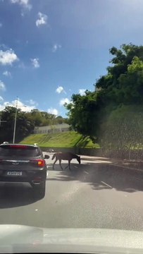 Cavalo surge solto em via movimentada de Salvador e assusta motoristas; veja vídeo