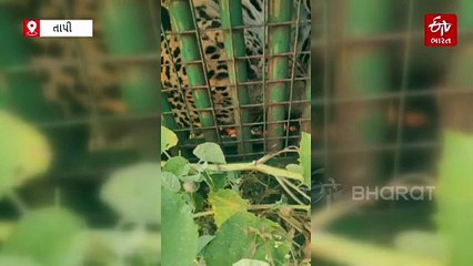 તાપીનું ઉભદ ગામ ભયમુક્ત બન્યું, કદાવર દીપડો પાંજરે પુરાતા ગ્રામજનોએ લીધો રાહતનો શ્વાસ