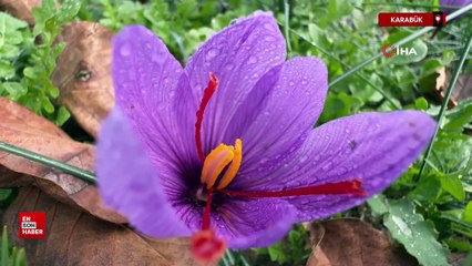 Karabük'te soğuk ve yağışlı hava ‘dünyanın en pahalı baharatı'nda hasat süresini uzattı