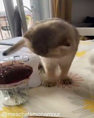 Le Chat le Plus Mignon Jamais Vu_1758373695