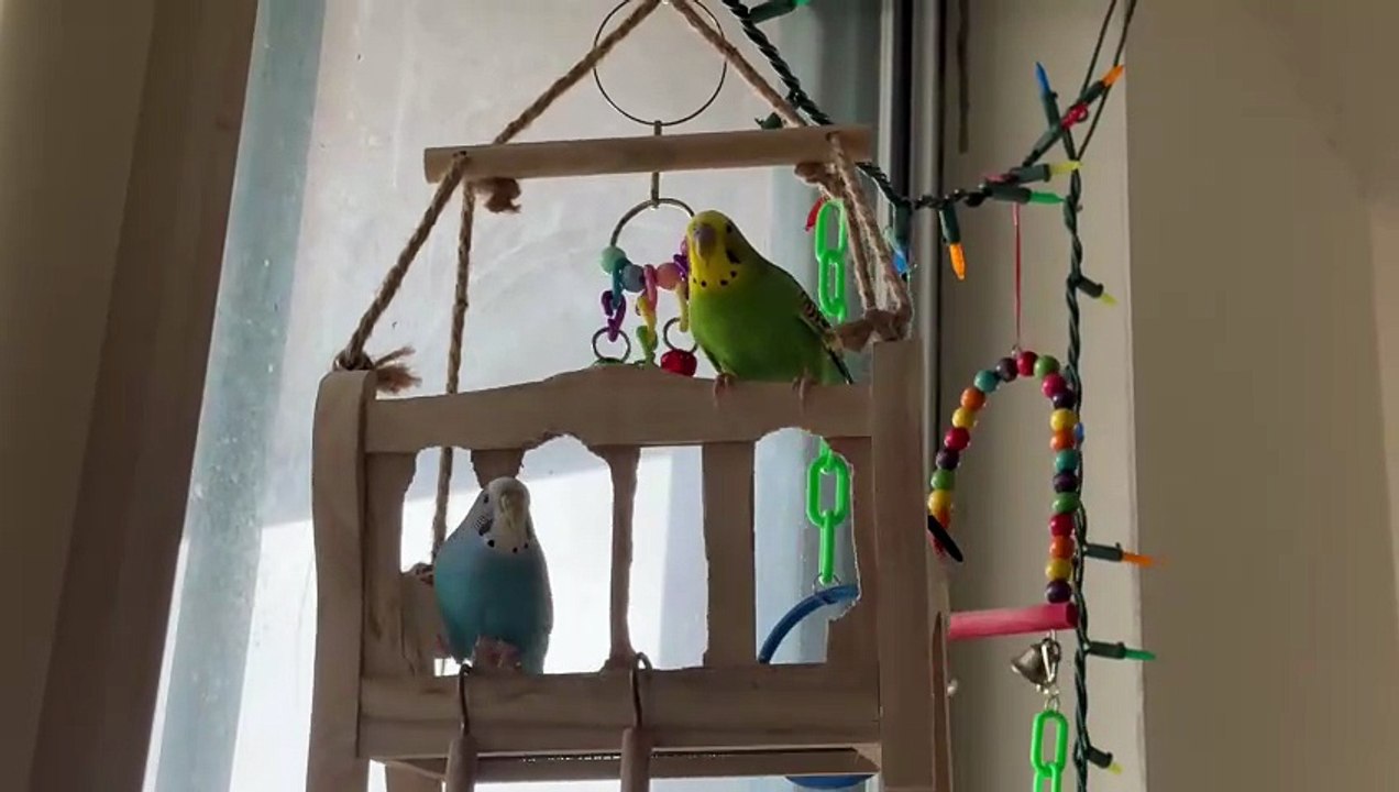 Budgies play video
