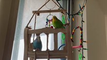 Budgies play video