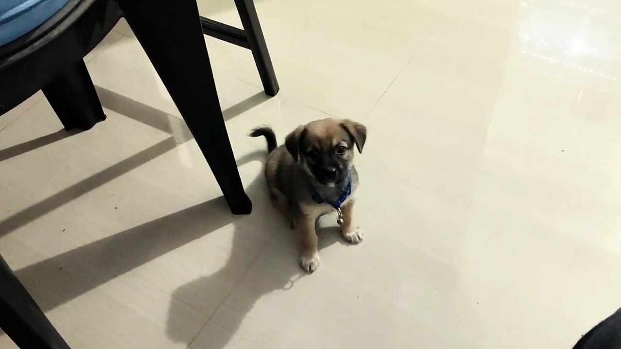 My Dog In Full Masti Mood 🐶💥