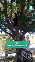 VIDEO: Impactante ataque de boa constrictor a estudiante de Biología en Brasil