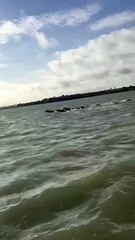 Une famille sangliers nagaent dans la baie de Lancieux par Jonathan Glais