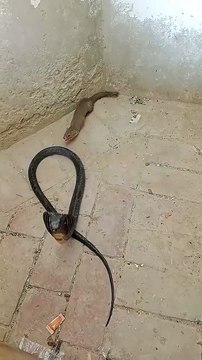 Mongooses takes down cobras