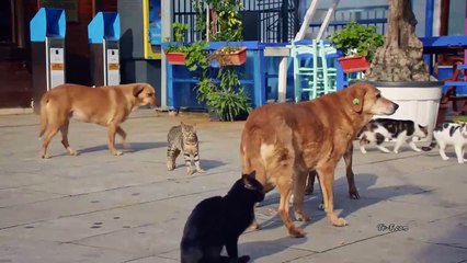 مسلسل الغدار الحلقة 7 القسم الثاني