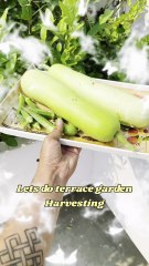 Fresh Harvest from My Terrace Garden