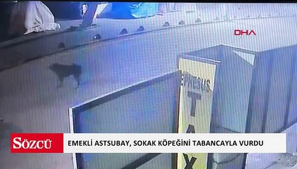 Emekli astsubay, sokak köpeğini tabancayla vurdu