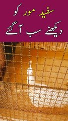 White MOR ko Dekhny Sab Agai😊