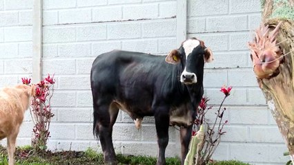 tn7'-Gotero, el toro que escapó del matadero y ahora vive en un refugio de perros 151125