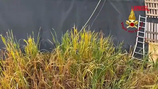San Benedetto del Tronto, vigili del fuoco salvano capriolo caduto in vascone depuratore
