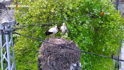 İstanbul'un Leylekli köyü misafirlerine kavuşunca havadan görüntülendi
