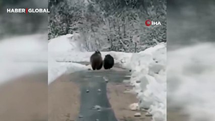 Kastamonu'da kış uykusuna yatamayan ayılar koştu durdu