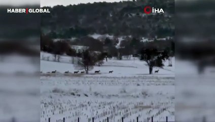 Bilecik'te sürü halde görüntülenen geyikler ilgi odağı oldu