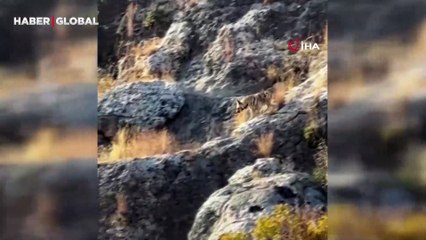 Adıyaman'da güpegündüz görüntülenen çizgili sırtlanın görüntüleri sosyal medyayı salladı!