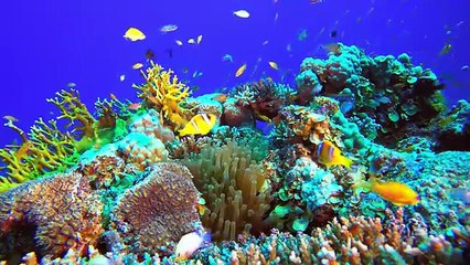 🍀Le paradis caché du monde en Dolby Vision 12K HDR ULTRA HD 120FPS🍀ABONNES-TOI & METS UN COM' STP MERCI🍀🙏😉😎💖