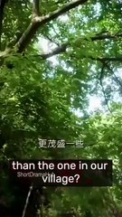 Bride Of The Mountain God / Dream Of Flowers Also Awakens - Full Movie