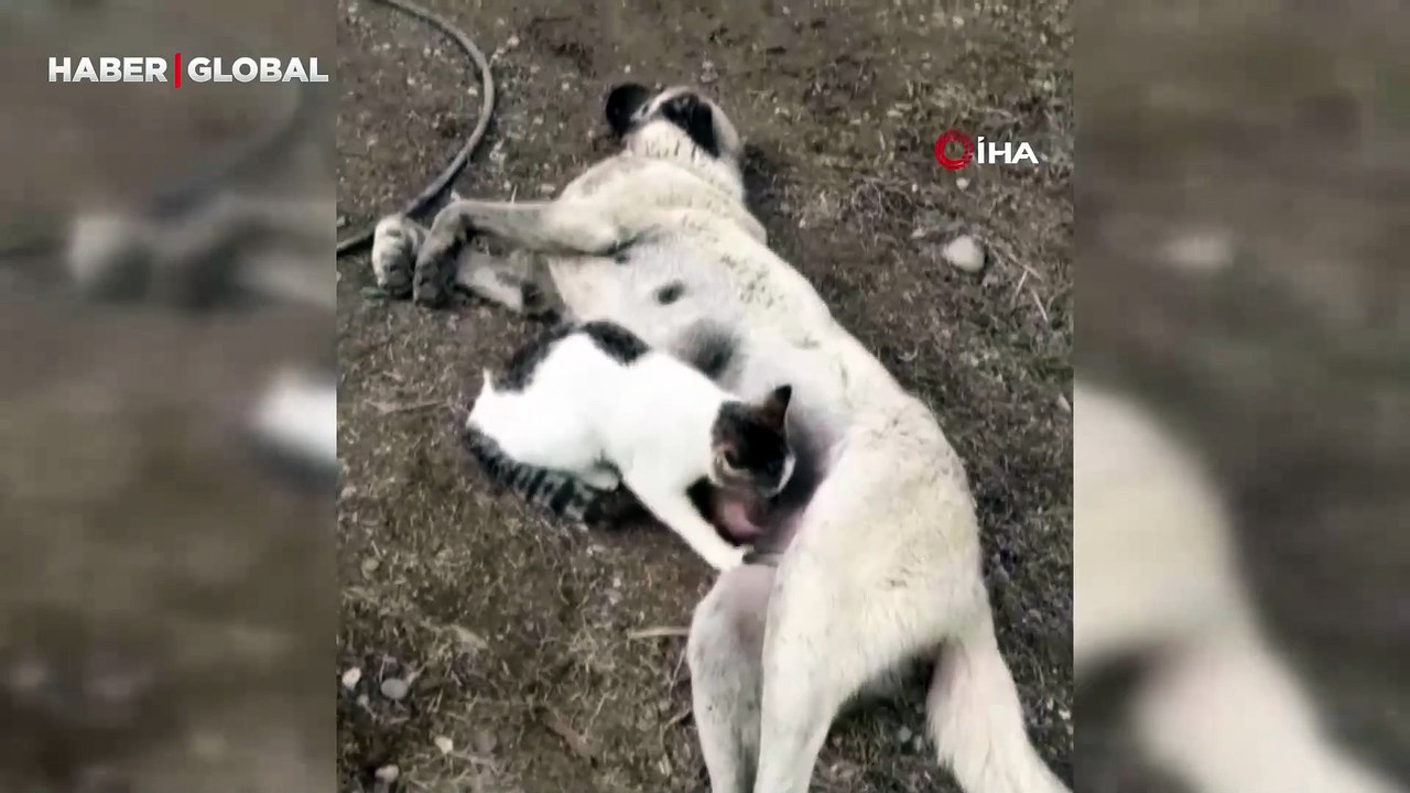 Tunceli'de duygulandıran görüntü: Köpeğe masaj yapan kedi daha sonra ondan süt içti