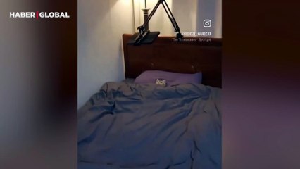 Sadece televizyon izleyerek uyuyan kedi kahkahaya boğdu