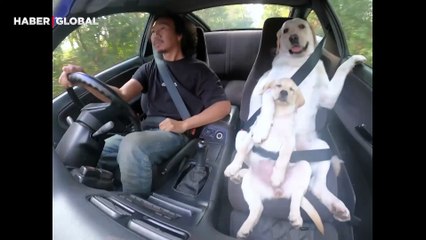 Yavrusu ile güvenli bir yolculuk geçiren köpeğin görüntüleri gülümsetti