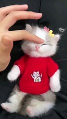 Cute Kitten ❣️😍 #shorts #cute #kitten #pets #babykitten