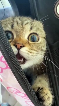 Cat meowing ❣️😍 #shorts #babycat #cat #catvideo