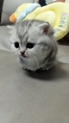 Kitten Meow 🐈😍 #shorts #cats #cute #cutebaby #meow #kitten #catvideos