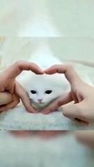 Lovely Kitten 😍😋🙈 #shorts #cat #cute #kitten #catfancy #pets #catvideos