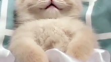 Cat sleep 🤗😍😊 #shorts #cute #cat #babycat