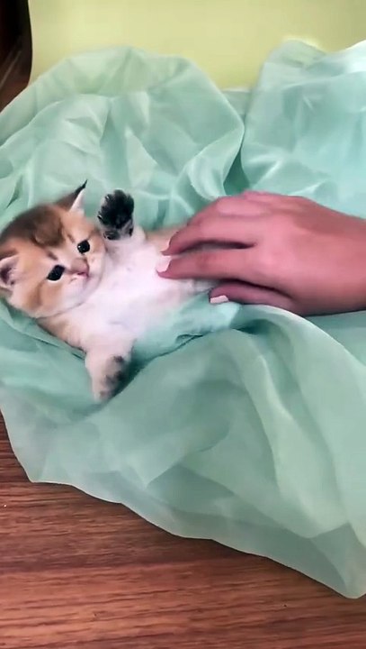 Kitten playing 🤣😂🤗 #shorts #babycat #cats #kitten #playing
