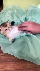 Kitten playing 🤣😂🤗 #shorts #babycat #cats #kitten #playing