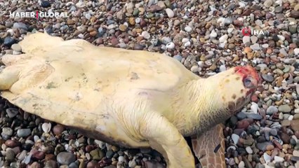 Ağzında yaralarla bulundu! 2,5 saatlik operasyonla hayata döndürüldü