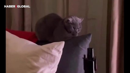 Elektrikli süpürgenin sesini duyan kedinin surat ifadesi güldürdü: 'Kapat şunu'