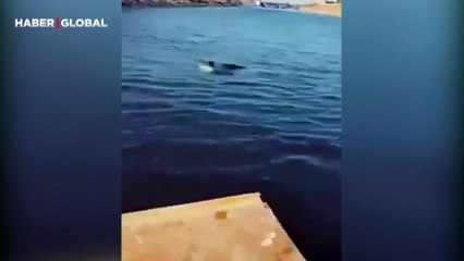 Talihsiz anlar kamerada: "Ava giden avlanır"