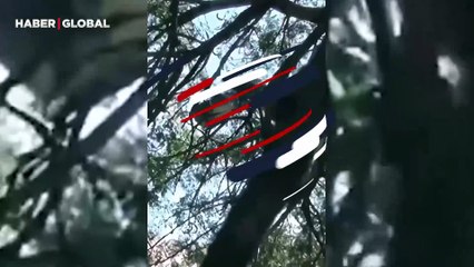 Ağacın üzerindeki devasa anakondayı ''gülümsüyor'' notu ile yayınladı