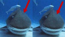 Video shows a tiger shark up close and amazes with its imposing presence