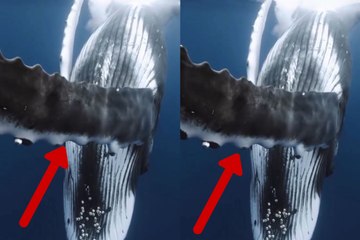 Video captures the stunning sound a whale emits