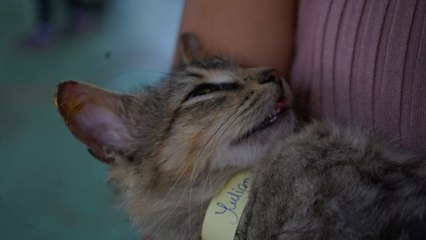 Fundación Spay Panamá llega a las 400 mil esterilizaciones en el país con la gata Akira