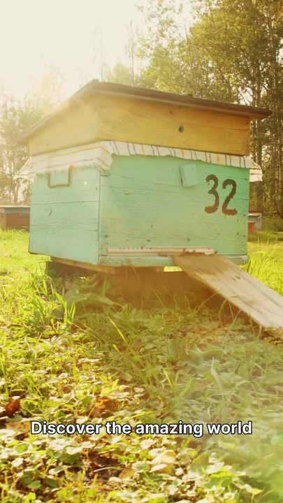 Honey Bee Wonders
