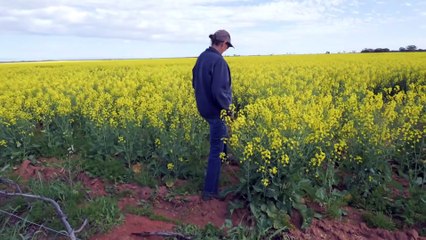 WA grain growers set to break records with this year’s bumper harvest