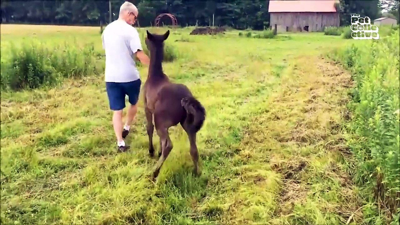 Animals is Funny