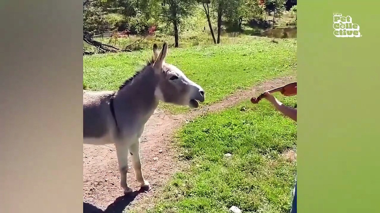 Animals is Funny